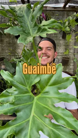 A planta do dia é o Guaimbê é uma planta nativa brasileira. Muito resistentes, elas podem ser colocadas em vasos, ou plantadas em jardins. Por causa do seu fruto, também é conhecida como banana-de-macaco. Apesar de muito resistente, o Guaimbê precisa de diversos cuidados para se manter saudável, com suas folhas exuberantes a terra no vaso deve estar muito bem preparados para recebê-la com matéria orgânica. O ideal é que a terra esteja mais “solta” pelas características das raízes. Na natureza é comum encontrar a banana-de-macaco crescendo apoiada em árvores e até mesmo em pedras, por isso é bom que esteja plantada em locais onde há drenagem de água adora uma água, principalmente quando está em solos drenados. É importante que o local também não esteja encharcado demais. Além de molhar o solo, é interessante que se lave as folhas daquelas que ficam protegidas de chuva para retirar a poeira. se adapta tanto a jardins externos quanto a ambientes de pouca luminosidade. Se o Guaimbê estiver no sol e começar a amarelar, é hora de dar uma olhada no solo e colocar mais matéria orgânica pelo fato de precisarem de espaço para crescerem, é interessante que o vaso do Guaimbê não seja muito pequeno. Respeitando sempre a proporção da planta.