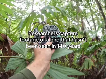 The black-naped pheasant-pigeon hadn’t been documented in 140 years, until an expedition team led by the American Bird Conservancy made an amazing discovery in Papua New Guinea.