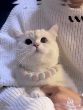 I don't understand a single word, but...I love yooooooooou#fyp #cats 