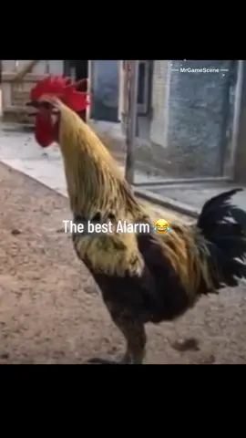 #funny #viral #tiktokfunny #alarm 