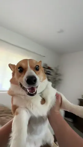 archie: 😮😀 #august #spinningpet #trend #augusttaylorswift #cutedog #taylorswift #corgi #corgipuppy #funny #dogsoftiktok #dogspin #thesummeriturnedpretty #dogmom #taylorsversion #corgisoftiktok  