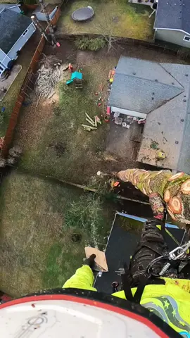 Removing an uprooting fir. #tree #trees #work #height #heights #fall #chainsawman 