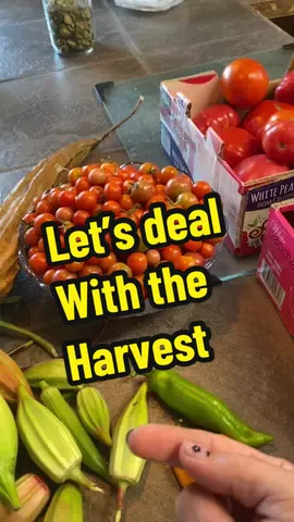 Let’s deal with the harvest this morning! Freezing tomatoes, dehydrating okra and cherry tomatoes, freezing noodle beans, peeling a loofah.  . #loofah #loofahsponge #loofahgourd #tomatoes #harvest #okra #dehydrator #freezing #noodlebeans #yardlongbeans #puttingupfood #storage #foodstorage 