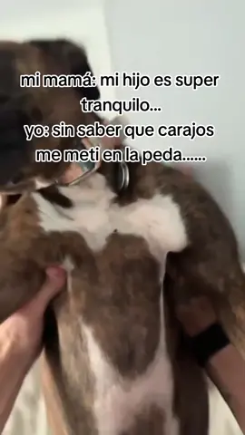 #meme #memedog #pedas #memedepedas #bebidas #fyp 