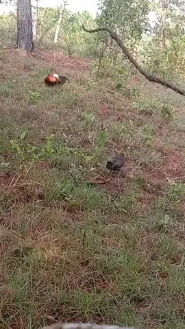 Mikat Ayam Hutan #ayamhutan #pikatayamhutan #ayamhutanmalaysia #fyp 