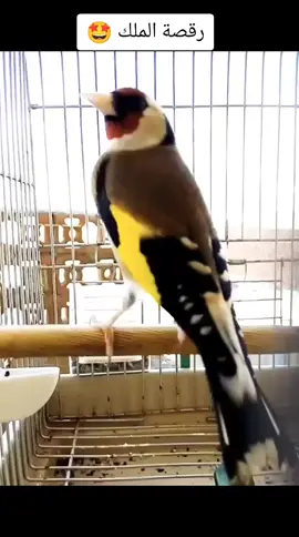 #المقنين_زين🌷🎀😂 #الحسون😎 #مقنين #طائر #الجزائر🇩🇿_تونس🇹🇳_المغرب🇲🇦 #فلسطين🇵🇸 #سوريا🇸🇾 #شويا_دعم_خاوتي_ربي_يحفظكم_ #اللهم_صلي_على_نبينا_محمد 