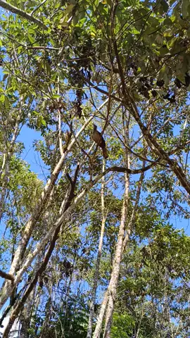 Pacharaco cantando #usa🇺🇸 #ecuador🇪🇨 #Recuerdos #videos #europa #america 