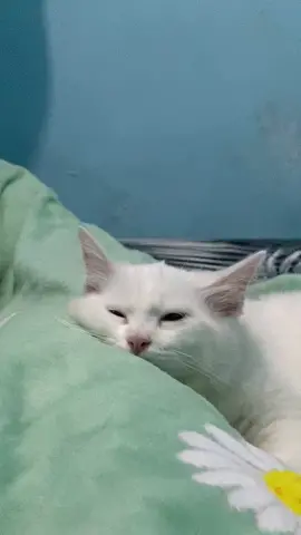 #kucing #kucingtiktok #kucingviral 