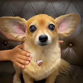 😂 ? #fyp #trending #funnyvideo #funny 