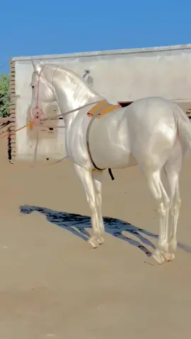 #horses #horsesoftiktok #horselover #horsetok