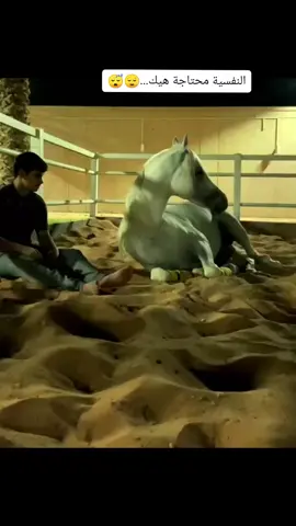 النفسية محتاجة خيل 🧡🐴. . . . . . . #خيل#الخيل#خيل_وخياله🐎 #حصان_عربي_أصيل #فرس#راحة_نفسية #خيول_عربية_اصيلة #نوم#عشق#سوريا#تركيا#السعودية #الاردن#فلسطين 
