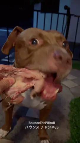 Dog ASMR#asmr 