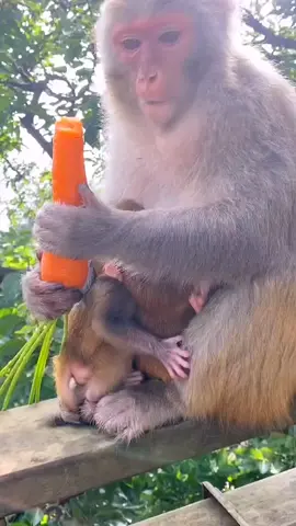 natural life of baby monkey #babymonkey #naturalmonkey #cutemonkey #wildmonkey #monkey