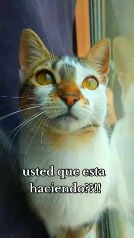 primero el trabajo y después la diversión 🤣😜👍#gatosgracioso #fypシviralシ #humorgatos #chistecorto #parati #grupworld #funnygatos #chistesmalosjajajsjsjjsjs #familiaamigosdelasmascotas 