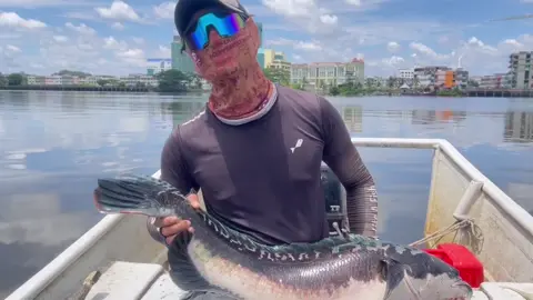 Nasib baik ade kipas, panas tauu cuaca rini 🤭 #channamicropeltes #toman #gaintsnakehead #gaintsnakeheadhunting #sungaisarawak #GorgonHookUp #freshwatergame #kipasangin 