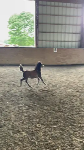 Bruno prancing around #foryou #fypシ #minifoal #babyhorse #minipony #minihorse #foal #cute #miniaturehorse #horsesoftiktok #horse #fyp #minisoftiktok #miniaturepony 