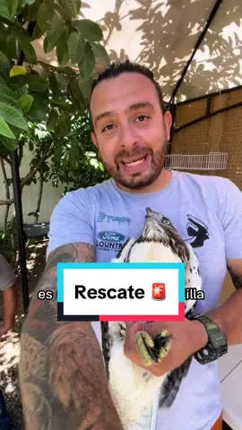 Recibido ejemplar de aguililla 🪶 wn el refugio atendemos estos llamados con la autorización de las autoridades correspondientes 🚨 #AprendeEnTikTok #rescateanimal #creadoresdelmañana 