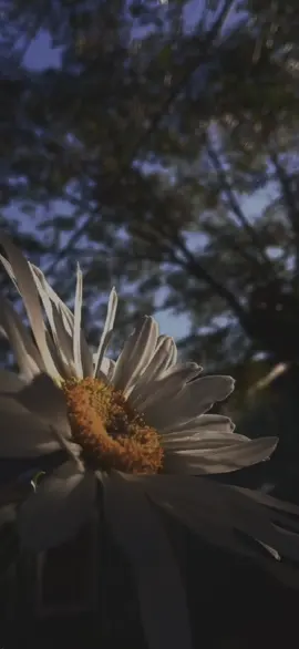Da lo que tengas y no te arrepientas 🎶 😌🎧🍃❤️🍃 #manuelmijares #lucero #elprivilegiodeamar #recuerdo #musica #romántica #oldsmusic #tiktokmusic #lirycs #tiktokmusic #tbt #Clau🍃 