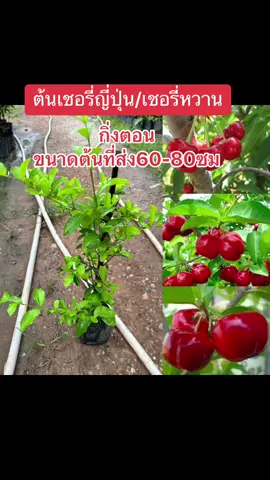 ต้นเชอรี่ญี่ปุ่นหรือเชอรี่หวาน กิ่งตอน 8-12 เดือนติดผล ขนาดต้น 60-70 ชม #ต้นไม้ #ชาวไร่ #สวน #พันธุ์ไม้ผล 