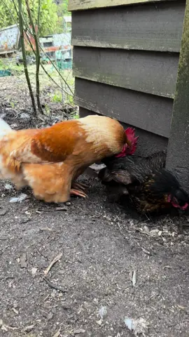 Rooster completely missed 😂  #rooster #hen #halarious #funny #chickenbreeding #mating #isabrownchickens 