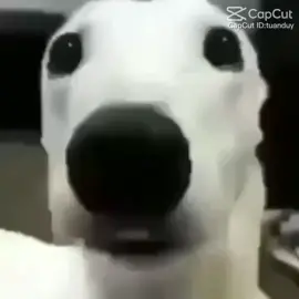 #meme sợ quá sợ quá