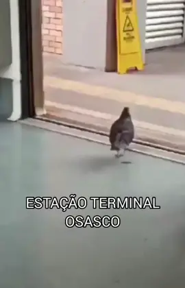 #estacaoosasco #osasco #pombas #pombo #osascocitysp #cptm #cptmsp 