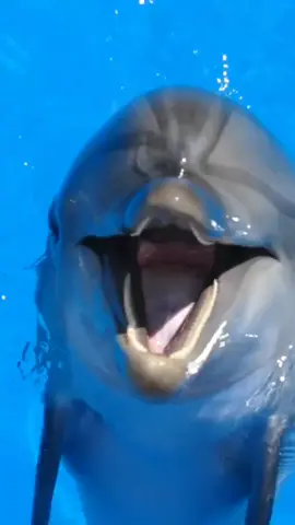 Delphin Screensaver Wallpaper for Free #delphine #delphin #wallpaper #wallpaper #4K 