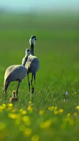 A lovely family #wildlife #foryou #fpy #animals #birds