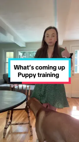 Stay tuned for more training videos! #DogTraining #puppytraining #rhodesianridgebackpuppy #rhodesianridgeback #dogtok #rhodesianridgebackoftiktok #dogtok #bikejoring #skiijoring #skijoring