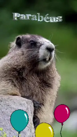 Mande o marque alguém que está fazendo aniversário hoje #felizaniversario #aniversário #parabens #parabenspramim #parabensparavoce #marmota #marmotagritando 