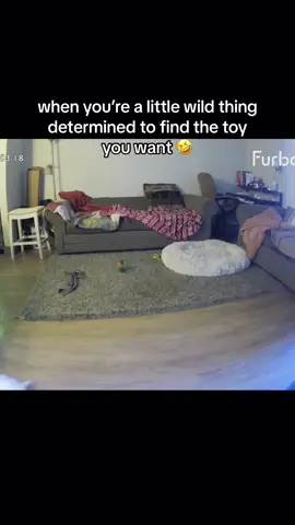 Tiny tornado 🌪️ #englishbulldog #dogsoftiktok #funnydog #caughtoncamera #furbo 