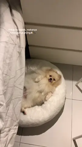 gemes banget anak aku🙆🏻‍♀️ sehat sehat ya sayangku #anabul #anjing #pomeranian 