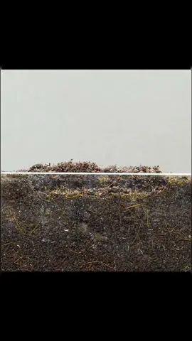 #timelapse #plants #growth #fyp 