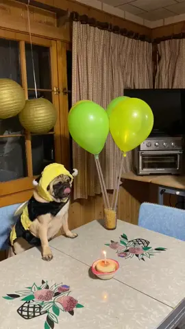 Memories 10/29/2022 🩷 #pugsoftiktok #fyp #funnypug 
