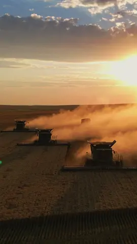 Golden hour in Nodak. #johndeere #farming #farmtok #harvest23 #wheat #combine #graincart #grain #northdakota #customharvest #ocf #olsencustomfarms #wheatharvest #bto #green #fypシ #fyp #fypage #dronevideo #dji #sunset #goldenhour #usa #midwest @olsencustomfarms 