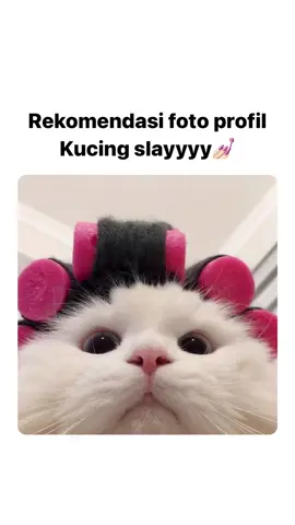 Siapa yang suka kucing #fyp #cat #kucing #kucinglucu #meme 