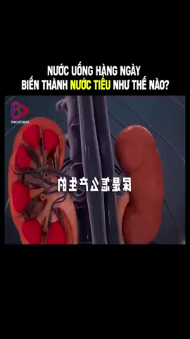 Nước tiều được bài tiết như thế nào ? #khampha #trending #xuhuong 