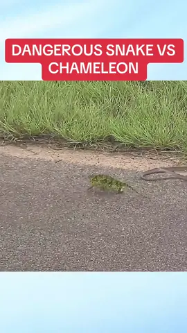 DANGEROUS SNAKE VS CHAMELEON - surprising ending!! #snake #animalstok #widanimals #fypシ 