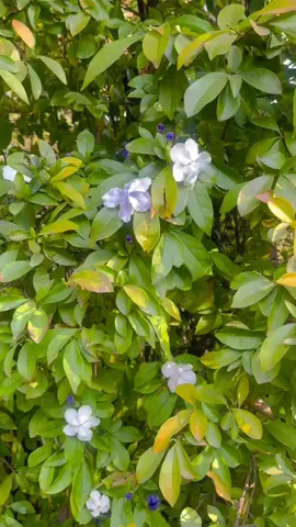 “Create your own style, Let it be unique for yourself and yet identifiable for others.” Anna Wintour #dynasty  #wardrobestylist #styleinspo #scarfstyles 