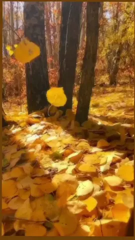 #longervideo #красивоспел #суперпесня #хочуврек  #песнятоп #песнидлядуши #природакрасота #осеннийлес #осеннийлесприрода #скороосень 