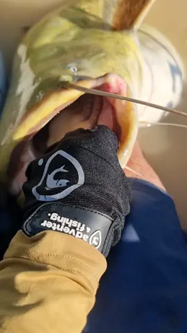 #fishing #pesca #wedkarstwo #catfish #siluro #sum #predatorfish #spinfishing #monsterfish #rivergishing #deporte #sports 