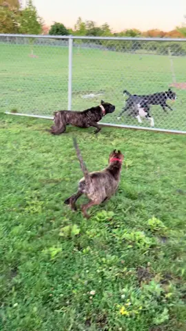 Presa Aggression #Chapo #presacanario #presa #dogsoftiktok 