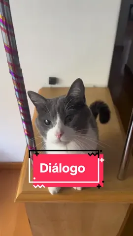 Quem mais resolve as coisas no diálogo? #gatosfalantes #irmaos #gatostiktok 
