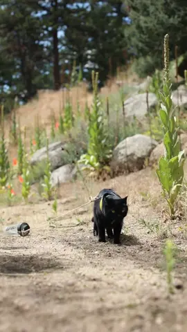 What did Simon do? 😱🙀 @Isopure #Isopure #Fitness #isopuresponsor 