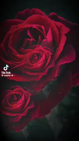 #صباحكم معطر بذكر الله #يعريب الساس#اكسبلور_تيك_توك❤️ 