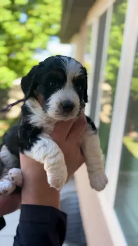 Stevie is going to be very missed in this home. She is everyone’s favorite because they say she has Precious Moments doll eyes 😍  #bernedoodle #minibernedoodle #bernedoodlesofinstagram #bernedoodlesofutah #tricoloreddoodle #tricoloredbernedoodle #tricoloredminibernedoodle #merelbernedoodle #merledoodle #minibernedoodlesofinsta #minibernedoodlesforsale #minibernedoodlepuppies  #doodlesofinstagram #clubdoodle #utahbreeder #doodlebreeder #idahodoodles #idahobreeder #idahominidoodles 