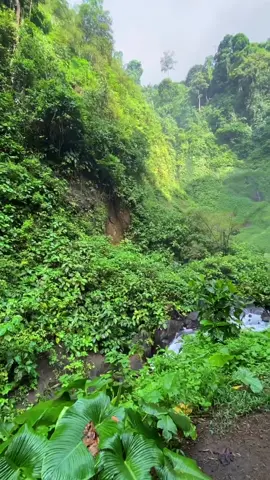 Salah satu tempat paling istimewa dì Bengkulu, untuk kali kedua kembali mengunjungi keindahan alam Bumi Rafflesia. walaupun perjalanan yang cukup melelahkan tapi itu semua tak sebanding dengan keindahan yang di suguhkan. Air terju trisakti, salah satu air terjun tertinggi di Bumi Rafflesia, memiliki ketinggian sekitar 100 meter. Terletak di Desa Blitar Sebrang, Kecamatan Sendang Kelingi, Kabupaten Rejang Lebong, Provinsi Bengkulu. . . Reposted from @senursenja  . . . 📌 Air Terjun Trisakti, Bengkulu . #kelilingbengkulu #explorebengkulu #visitbengkulu #reelsinstagram #reelsvideo #reelsinsta #neverstopexploring #bestvacations #beautifuldestinations #earthday #green #waterfall #indovidgram #airterjuntrimuarakarang #rejanglebongterkini #bengkulu #pesonaindonesia #wonderful_places #wonderfulindonesia #viral #fypシ #fypシ゚viral #fyp 
