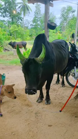 รอก่อนไม่นานออกให้ลองใหม่#วัวแพ้ใหม่นิค่าบ #โหนดงามช้างเผือก#เขตแปด ชอบนิวัวแพ้ใหม่เค้าแหลงมากดีว่าชนไม่ค่อยชนนะ555