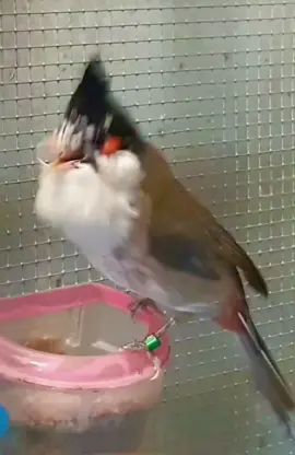 Chào mào mơ đầu, hầu bò #chimchaomao #chaomaohotdau #chimcanh 