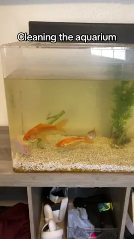 How to clean a fish tank #fyp #howto #goldfish 
